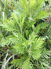 Senecio esleri