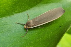 Palaeosia bicosta