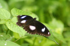 Hypolimnas bolina