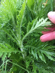 Senecio esleri