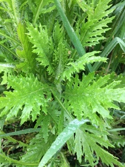 Senecio esleri