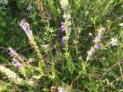Lobelia fenestralis