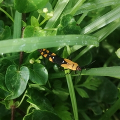 Oncopeltus famelicus