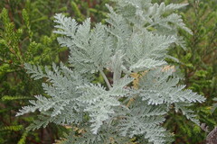 Artemisia afra