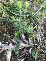 Epacris impressa