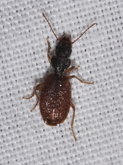 Trymosternus onychinus