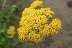 Helichrysum cymosum
