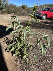 Penstemon spectabilis