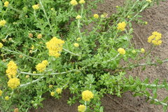 Helichrysum cymosum