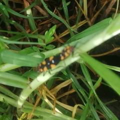 Oncopeltus famelicus