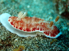 Goniobranchus