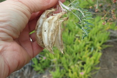 Lessertia frutescens