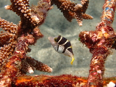 Paraluteres prionurus