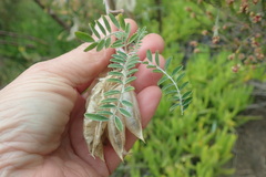 Lessertia frutescens