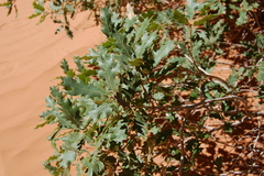 Quercus welshii
