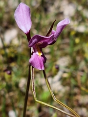 Diuris daltonii