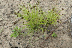 Isolepis