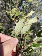 Quercus × acutidens