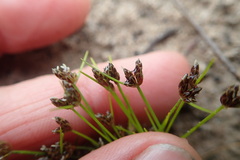Isolepis