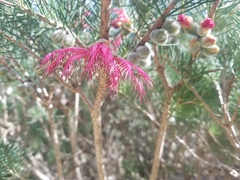 Melaleuca eriocarpa