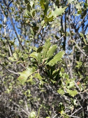 Quercus × acutidens