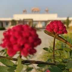Calliandra haematocephala