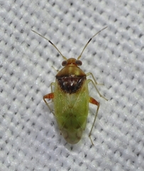 Pinalitus conspurcatus