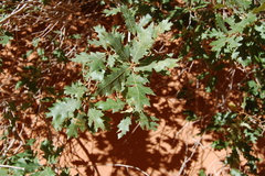 Quercus welshii