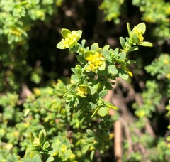 Pimelea serpyllifolia