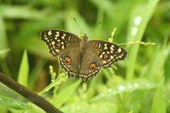 Junonia lemonias