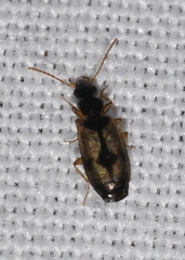 Philorhizus crucifer
