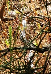 Notechis scutatus occidentalis