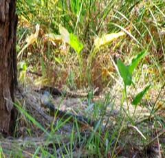 Notechis scutatus occidentalis