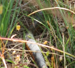 Notechis scutatus occidentalis