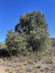 Quercus agrifolia oxyadenia