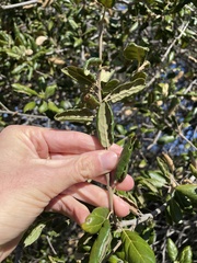 Quercus agrifolia oxyadenia