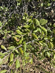Quercus agrifolia oxyadenia