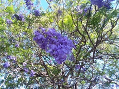 Jacarandeae