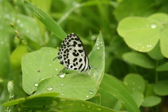 Castalius rosimon