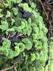 Hymenophyton flabellatum