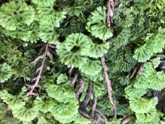 Hymenophyton flabellatum