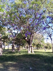 Jacarandeae