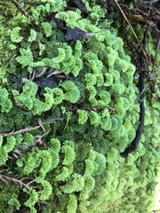 Hymenophyton flabellatum
