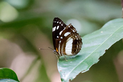 Phaedyma shepherdi