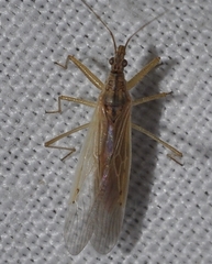 Nabis capsiformis