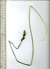 Carex stipata