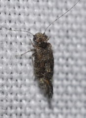 Myopsocus eatoni