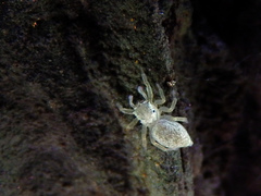 Phintelloides versicolor