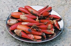 Aframomum angustifolium