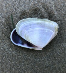 Latona deltoides